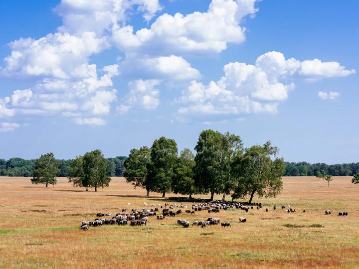 Hotelcamp Reinsehlen | Schneverdingen | 2
